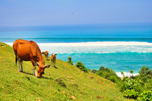 Sapi ternak warga di bukit merese