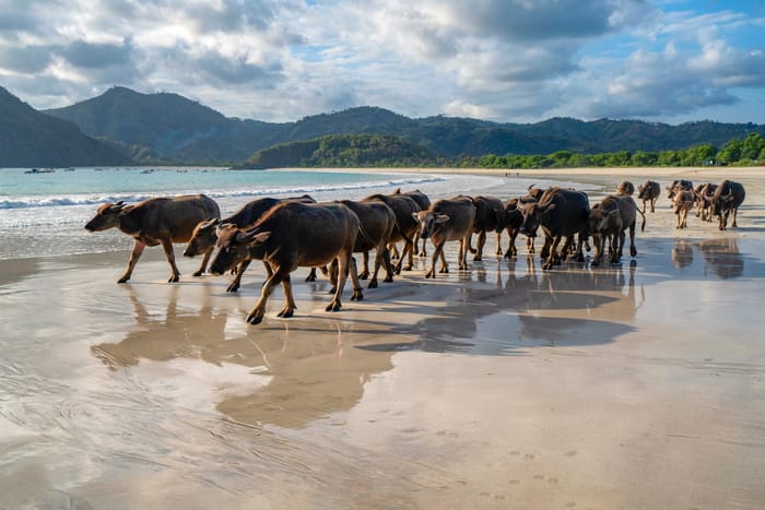 selong belanak beach lombok